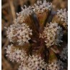 Price: €1.75 - Butterbur Sprout Seeds (Petasites hybridus) - 