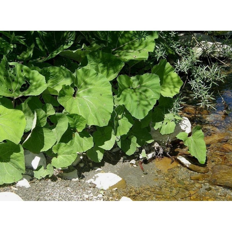 Price: €1.75 - Butterbur Sprout Seeds (Petasites hybridus) - 