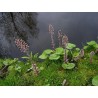 Price: €1.75 - Butterbur Sprout Seeds (Petasites hybridus) - 