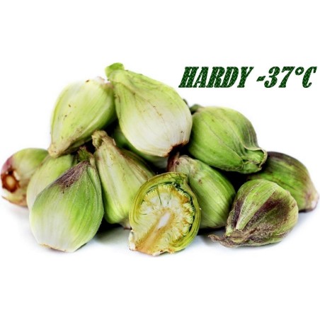 Graines de Grand Pétasite (Petasites hybridus)