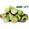 Price: €1.75 - Butterbur Sprout Seeds (Petasites hybridus) - 