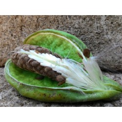 Kronenblume Samen - Heilpflanze (Calotropis gigantea)