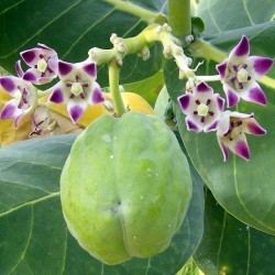 Crown Flower Seeds (Calotropis gigantea)