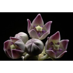 Kronenblume Samen - Heilpflanze (Calotropis gigantea)
