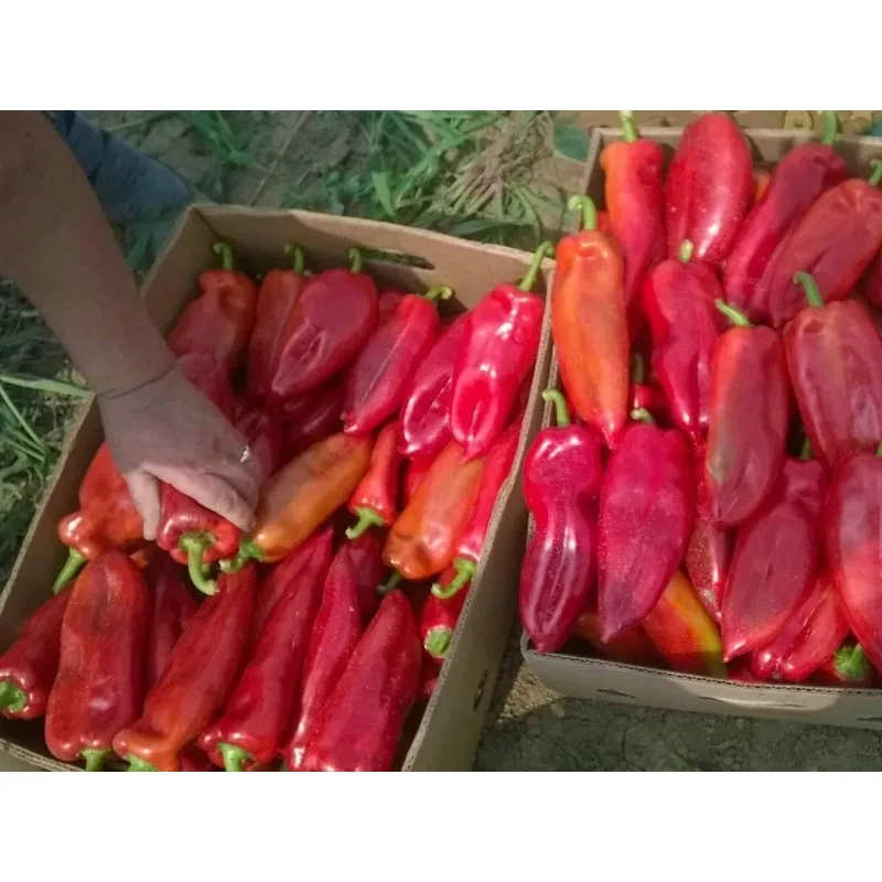 Sweet Pepper Seeds Amphora