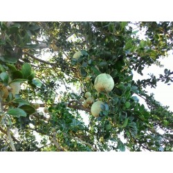 Sementes de Maça De Madeira (Limonia acidissima)