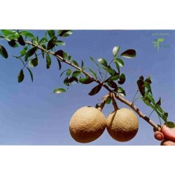 Drvena jabuka – Slonovska Jabuka Seme (Limonia acidissima)