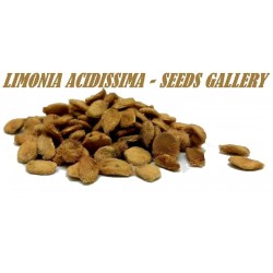 Semi di legno Mela - Elefante Mela (Limonia acidissima)