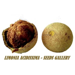 Wood Apple - Elephant Apple Seeds (Limonia acidissima) - 2.565