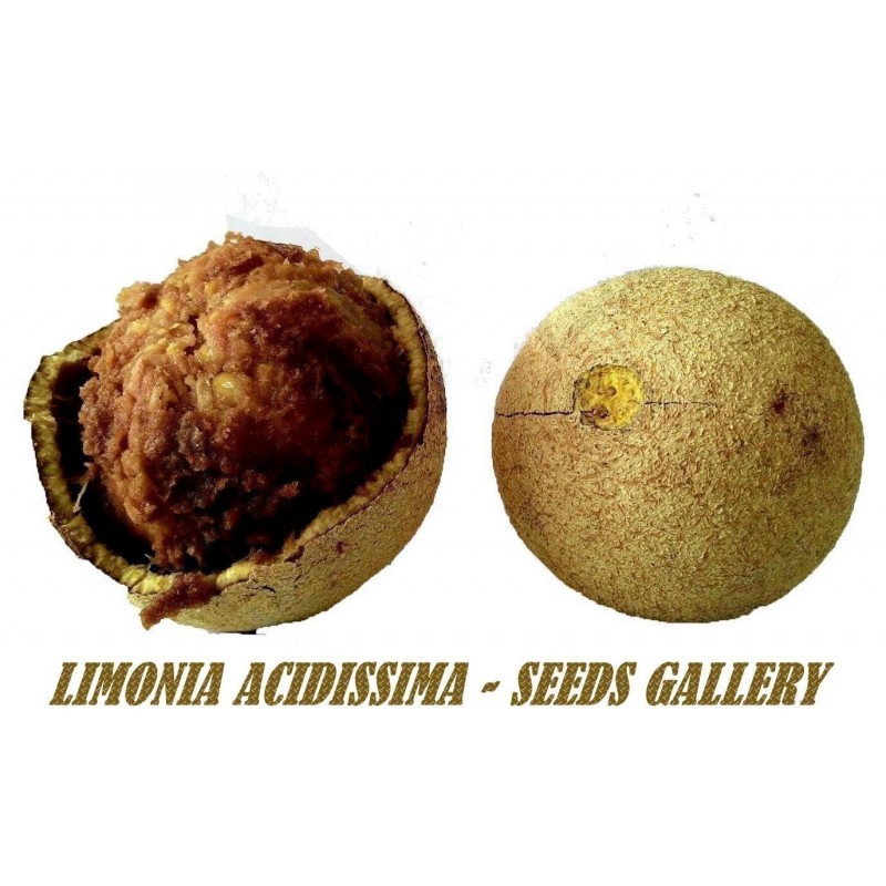 Semillas de Limonia, Kawista (Limonia acidissima)