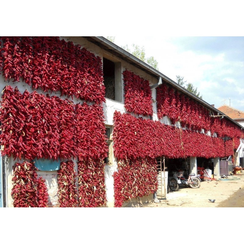 Price: €75 - "Vezanka" chile 500 Semillas antigua variedad de Serbia - Seeds Gallery