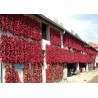 Price: €75 - "Vezanka" chile 500 Semillas antigua variedad de Serbia - Seeds Gallery