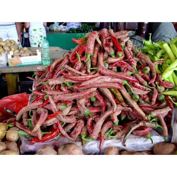 "Vezanka" Chili 500 Seeds Old Serbian variety - 67.5