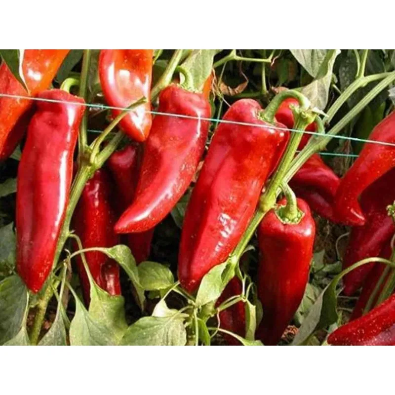 Semi Di Peperoncino Dolce Amphora