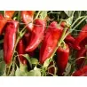 Semillas De Pimiento Rojo Dulce Amphora