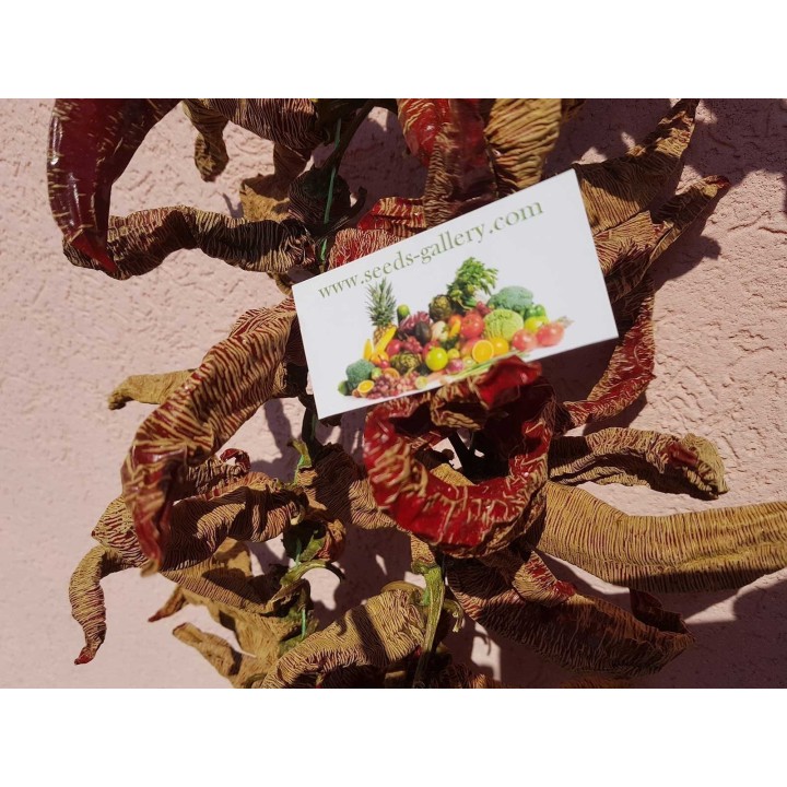 "Vezanka" Chili 500 Seeds Old Serbian variety - 67.5
