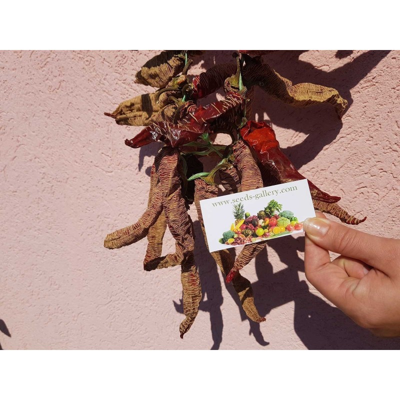 "Vezanka" Chili 500 Fröer Gamla serbiska sort 🌳🌼🌸🌿🌱🍉