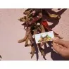 "Vezanka" Ljuta Paprika 500 Semena