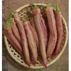 "Vezanka" chile 500 Semillas antigua variedad de Serbia