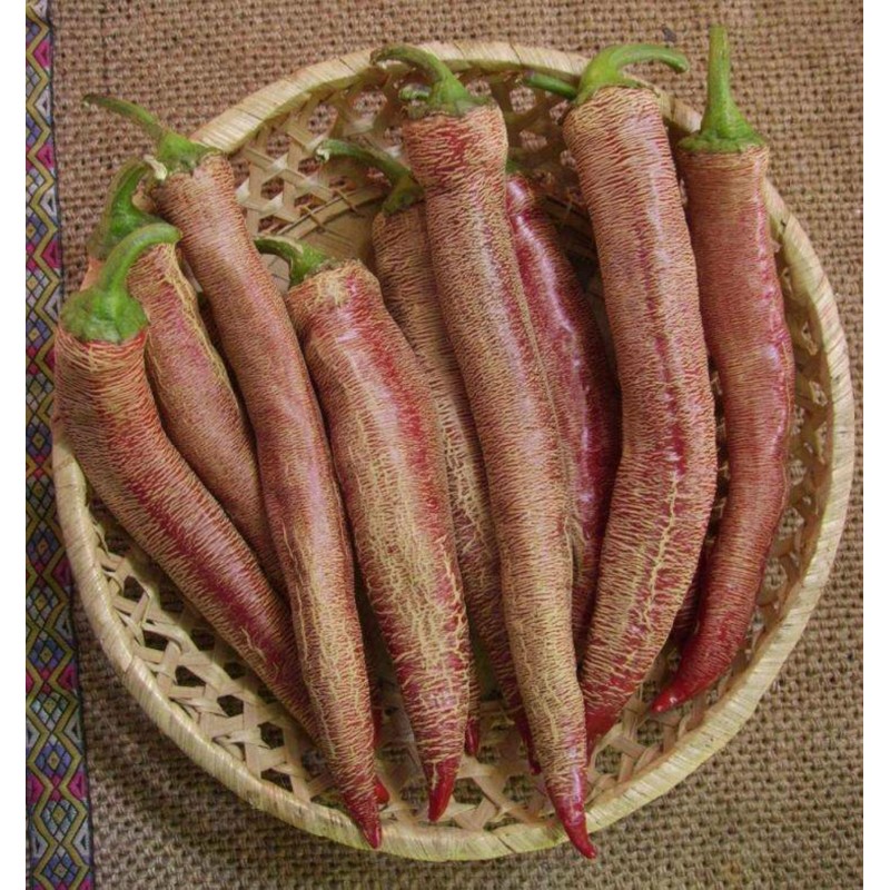 Price: €75 - "Vezanka" chile 500 Semillas antigua variedad de Serbia - Seeds Gallery