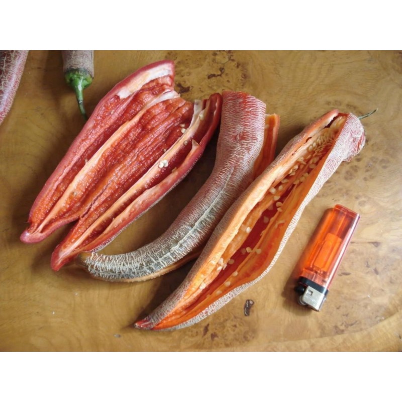 "Vezanka" Chili 500 Fröer Gamla serbiska sort 🌳🌼🌸🌿🌱🍉