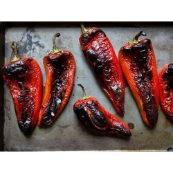Sweet Paprika - Pepper Seeds Amphora