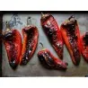Paprika Seme Amfora