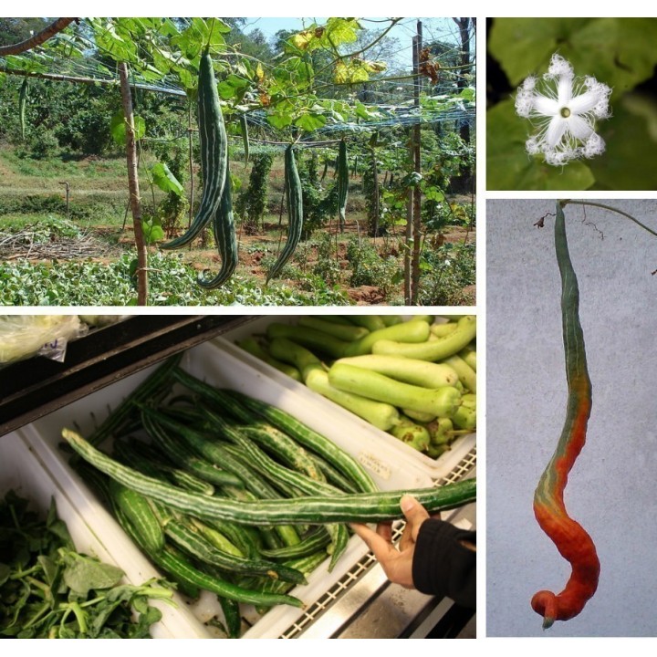 SNAKE GOURD Seeds (Trichosanthes cucumerina) - 2.115