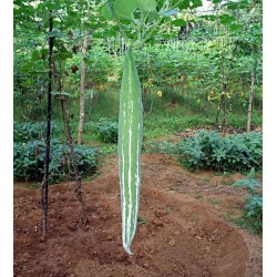 SNAKE GOURD Seeds (Trichosanthes cucumerina)