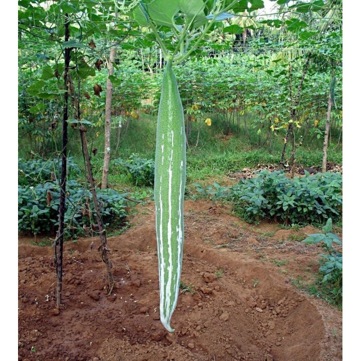 SNAKE GOURD Seeds (Trichosanthes cucumerina) - 2.115