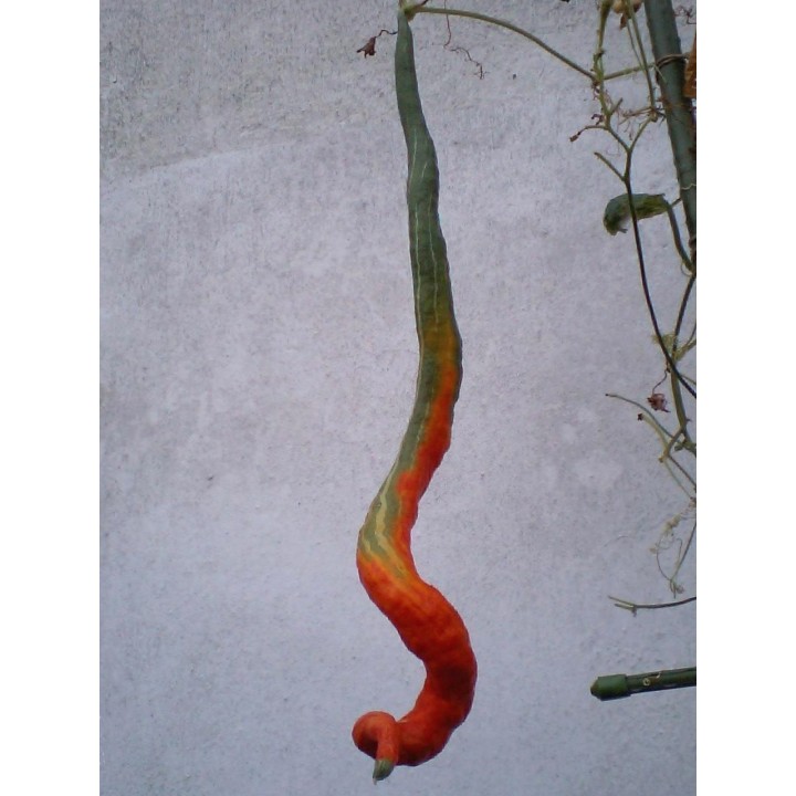 SNAKE GOURD Seeds (Trichosanthes cucumerina) - 2.115