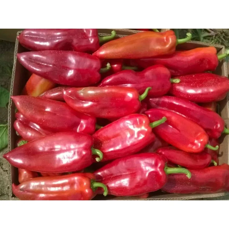 Semillas De Pimiento Rojo Dulce Amphora