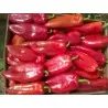 Süße Paprika Samen Amphora