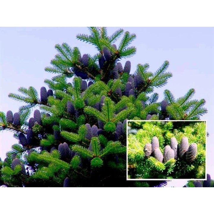 Korea-Tanne, Korean Fir Seeds (Abies koreana) - 1.665