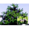 Σπόροι Κορεατική ελάτη (Abies koreana) | 1,85 €