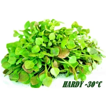 Winter Purslane, Indian Lettuce Seeds (Claytonia perfoliata)
