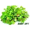 Semillas de LECHUGA DEL MINERO (Claytonia perfoliata)