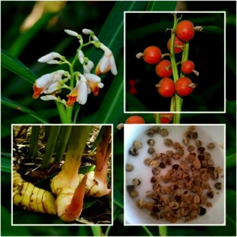 Blue Ginger Or Thai Ginger Seeds (Alpinia galanga)