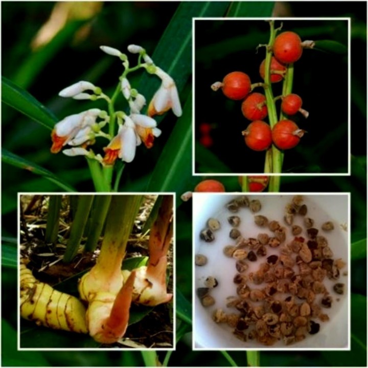 Blue Ginger Or Thai Ginger Seeds (Alpinia galanga) - 1.755