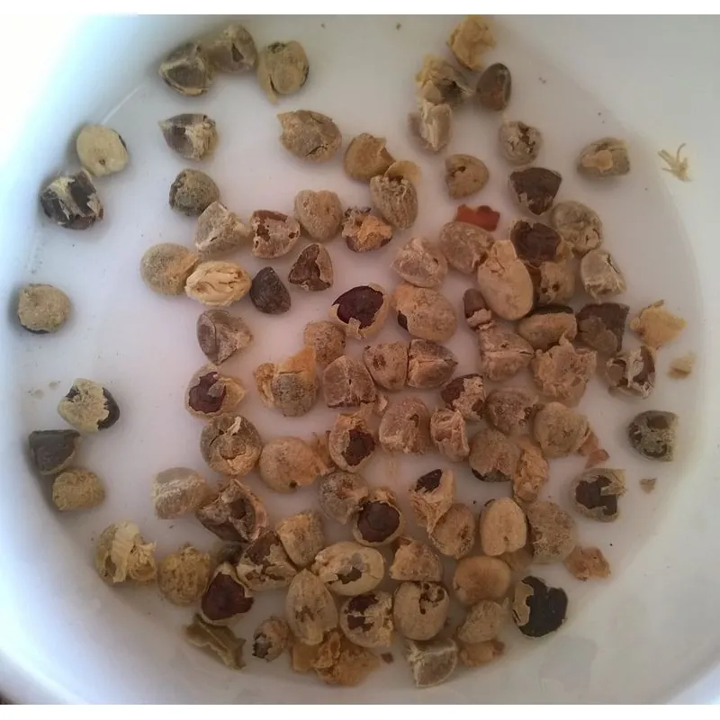 Blue Ginger Or Thai Ginger Seeds (Alpinia galanga)