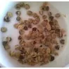 Blue Ginger Or Thai Ginger Seeds (Alpinia galanga)