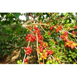 Fruta rara - Semillas de Frutas Rusty sapindus (Lepisanthes rubiginosa)