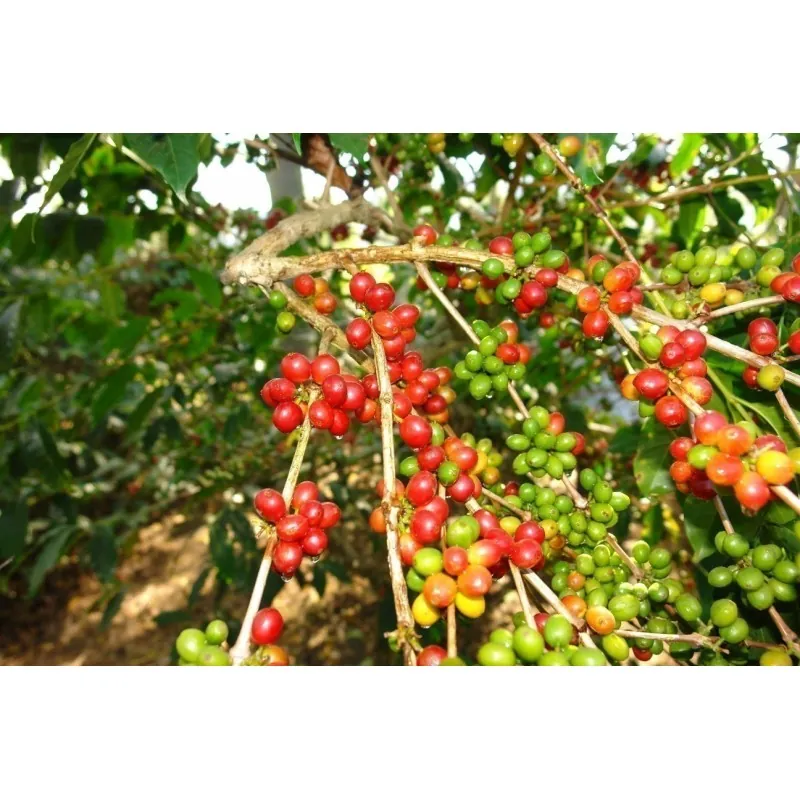Sementes Raras de Frutos do Arco-Íris (Lepisanthes rubiginosa)