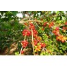 Price: €4.5 - Retko Voce - Rusty sapindus Voce Seme (Lepisanthes rubiginosa) - 