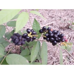 Sällsynta frukt - Rusty sapindus frukt frön (Lepisanthes rubiginosa)