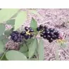 Rzadkie nasiona słodkich owoców tęczy (Lepisanthes rubiginosa)