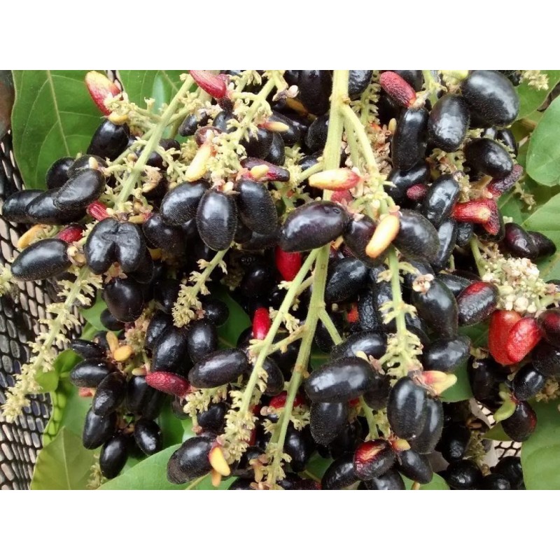 Price: €4.5 - Retko Voce - Rusty sapindus Voce Seme (Lepisanthes rubiginosa) - 