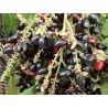 Rzadkie nasiona słodkich owoców tęczy (Lepisanthes rubiginosa)