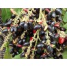 Price: €4.5 - Retko Voce - Rusty sapindus Voce Seme (Lepisanthes rubiginosa) - 