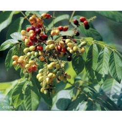 Fruto Raro - Sementes de Rusty sapindus (Lepisanthes rubiginosa)